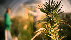 The Business of Cannabis Cultivation